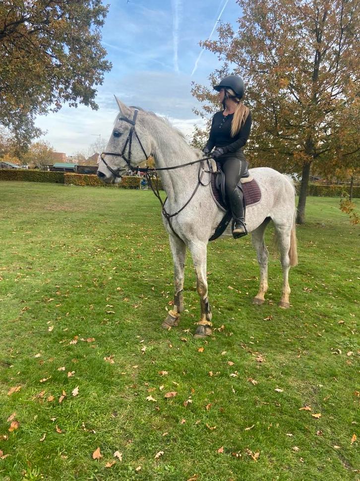 16jarige merrie, Dieren en Toebehoren, Paarden, Merrie