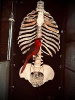Menselijke torso, beenderen schedel, Antiek en Kunst, Ophalen
