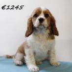 Cavalier King Charles-puppy’s te koop – echte hartendiefjes!, Dieren en Toebehoren, 15 weken tot 1 jaar, CDV (hondenziekte), Buitenland