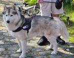 Siberische husky reu met stamboom, Dieren en Toebehoren, Fokker | Hobbymatig, Reu, Buitenland, CDV (hondenziekte)