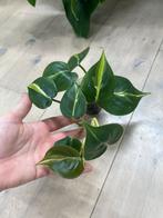 Philodendron Cream Splash Variegata, Huis en Inrichting, Kamerplanten, Ophalen of Verzenden