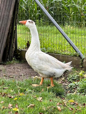Gans (mannetje, april 2025) beschikbaar voor biedingen