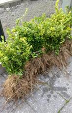 Lonicera nitida maigrun bodembedekker / haagplantje, Ophalen of Verzenden, Struik
