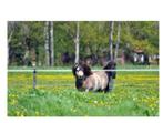 Shetlanders, Dieren en Toebehoren, Pony's, Meerdere dieren, Niet van toepassing, Gechipt