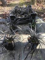 Ophiopogon nigreskens, Ophalen, Bodembedekkers, Vaste plant, Halfschaduw