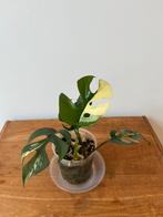 Rhapidophora Tetrasperma Albo Variegata, Huis en Inrichting, Kamerplanten, Ophalen of Verzenden