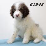 Lagotto Romagnolo pups te koop, Dieren en Toebehoren, Honden | Retrievers, Spaniëls en Waterhonden, 15 weken tot 1 jaar, Buitenland