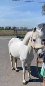 Lieve en betrouwbare kinderpony 134 cm, c pony, Dieren en Toebehoren, Ruin, Niet van toepassing, C pony (1.27m tot 1.37m), 11 jaar of ouder