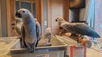 Gris de Gabon, Dieren en Toebehoren, Vogels | Parkieten en Papegaaien