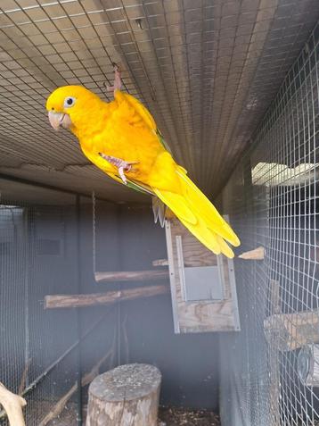 Goud parkiet  beschikbaar voor biedingen