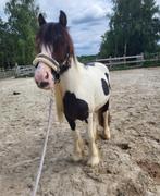 3.5j tinker ruintje te koop, Dieren en Toebehoren, Gechipt, Ruin, Zadelmak, 3 tot 6 jaar