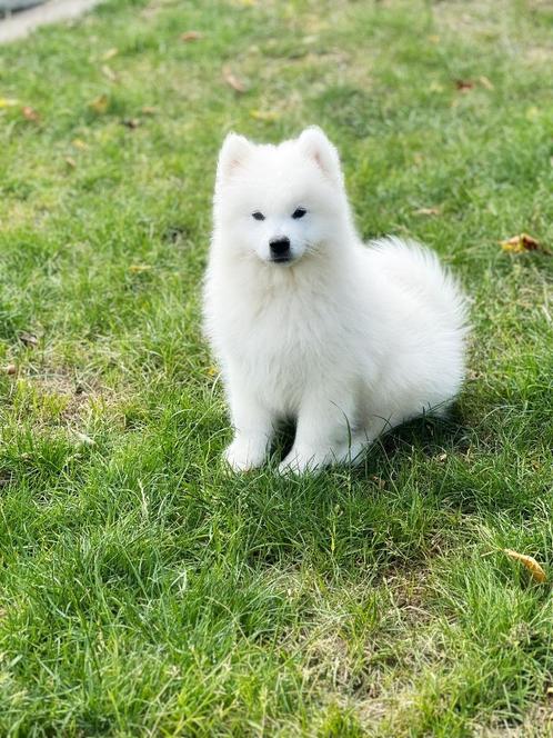 Eigen nestje Samojeed pupjes te koop, Dieren en Toebehoren, Honden | Poolhonden, Keeshonden en Oertypen, Meerdere dieren, Overige rassen