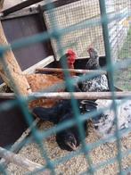 Kip met 4 kuikens van 3 mand oud, Dieren en Toebehoren, Pluimvee, Kip