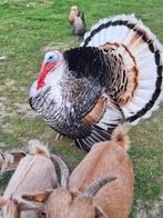 Kalkoen Ronquire M, Dieren en Toebehoren, Vogels | Overige Vogels, Mannelijk, Tam