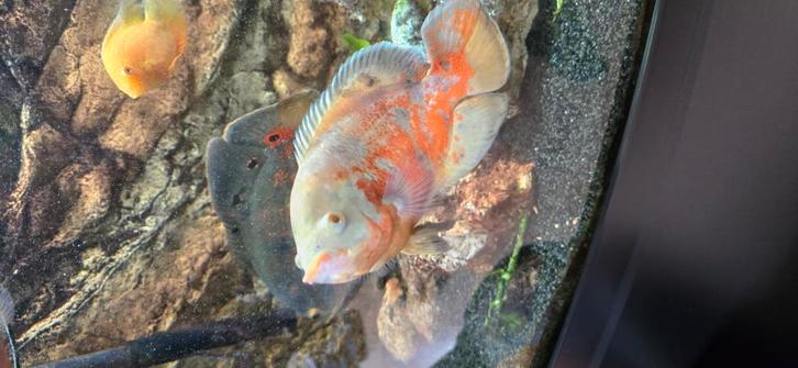 Verschillende vissen, Dieren en Toebehoren, Vissen | Aquariumvissen