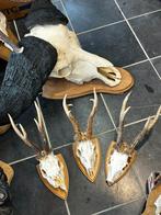 Schedels grote reebokken, Enlèvement