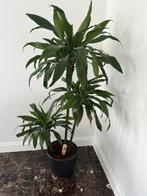 Dracaena plant met pot, Huis en Inrichting, Kamerplanten, Ophalen