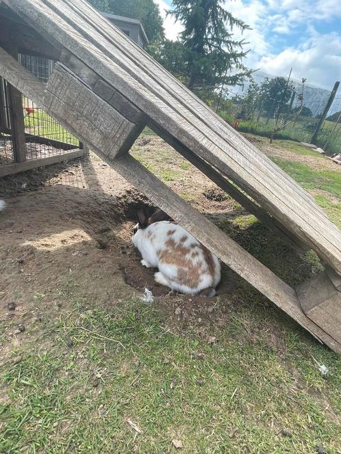Drie vrouwelijke konijnen, Dieren en Toebehoren, Konijnen, Middelgroot, Vrouwelijk, 0 tot 2 jaar