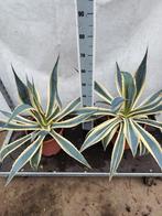 Agave Americana variagata, Tuin en Terras, Ophalen of Verzenden