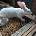 Konijnen: Witte van Dendermonde, Dieren en Toebehoren, Konijnen, Mannelijk, Groot, 0 tot 2 jaar