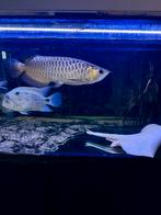 High quality Golden bluebase + 40 cm met cites, Animaux & Accessoires, Poissons | Poissons d'aquarium