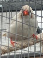 Zebravinken, Meerdere dieren, Geringd