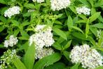 Spiraea japonica "Albiflora" (spierstruik), Tuin en Terras, Ophalen, Overige soorten, Struik, Minder dan 100 cm