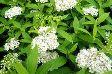 Spiraea japonica "Albiflora" (spierstruik) beschikbaar voor biedingen