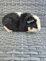 Nederland! Jong cavia zeugje, Dieren en Toebehoren, Knaagdieren, Mannelijk, Cavia, Tam