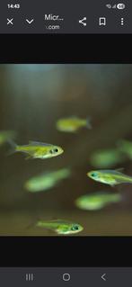 Rasbora kubotai  locatie maastricht, Dieren en Toebehoren, Vissen | Aquariumvissen