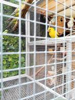 3 bergparkieten te koop, Dieren en Toebehoren, Meerdere dieren, Parkiet, Geringd
