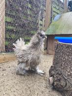 Zijdehoen krulveer haantje, Dieren en Toebehoren, Pluimvee, Mannelijk, Kip