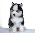 Gezonde Pomsky pups, Health Breeding Program, Dieren en Toebehoren, Nederland, 8 tot 15 weken, CDV (hondenziekte), Poolhond