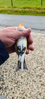 Major XL bonte Agaat 2025, Dieren en Toebehoren, Mannelijk, Wildzangvogel, Geringd
