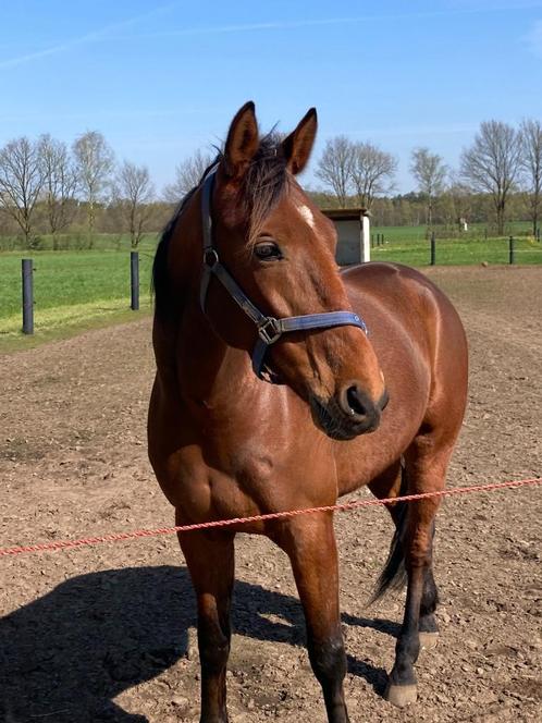 Rijpaard te koop, Dieren en Toebehoren, Paarden, Ruin, 160 tot 165 cm, 7 tot 10 jaar, Recreatiepaard, Gechipt, Ontwormd, Ingeënt
