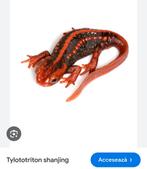 Tylotoriton Shanjing., Animaux & Accessoires, Reptiles & Amphibiens
