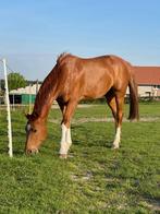 Gezelschapspaard zoekt 5sterren thuis., Dieren en Toebehoren, Paarden, Ruin