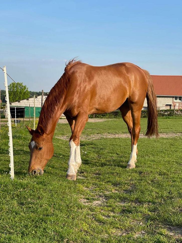 Gezelschapspaard zoekt 5sterren thuis., Dieren en Toebehoren, Paarden, Ruin