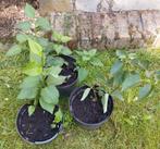 seringen wit 3 planten in pot, Jardin & Terrasse, Plantes | Jardin, Plein soleil, Printemps, Enlèvement, Autres espèces