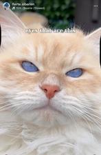 La gueule de bois de Neva Masquerade, Animaux & Accessoires, Chat, Vermifugé, 0 à 2 ans