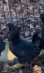 1 mooie Ameraucana haan, Mannelijk, Kip