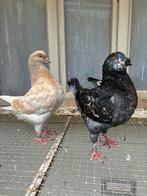 Mooie sierduiven, Dieren en Toebehoren, Meerdere dieren, Overige soorten