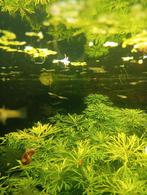 Baby red chest saddleback endlers, Dieren en Toebehoren, Vissen | Aquariumvissen