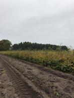 Groene en rode beuk fagus sylvatica, Ophalen
