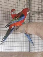 Rosella opaline rood 2024 mannen met dna, Dieren en Toebehoren, Vogels | Parkieten en Papegaaien, Mannelijk, Parkiet, Geringd