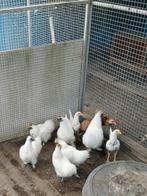 Zijdehoenders, Dieren en Toebehoren, Meerdere dieren, Kip