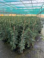 Plantes de haie, Enlèvement