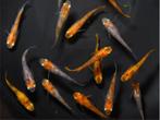 Medaka Tri-color Azuma, Oryzias latipes var Eitjes, Vis, Zoetwatervis, Schoolvis