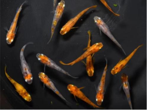 Medaka Tri-color Azuma, Oryzias latipes var Eitjes, Dieren en Toebehoren, Vissen | Aquariumvissen, Zoetwatervis, Vis, Schoolvis