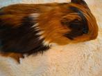 Cavia zeugje, Cavia, Vrouwelijk, Tam, Oktober